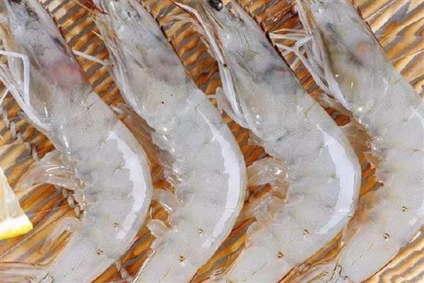 白虾的简介，是长臂虾科、白虾属甲壳动物的统称