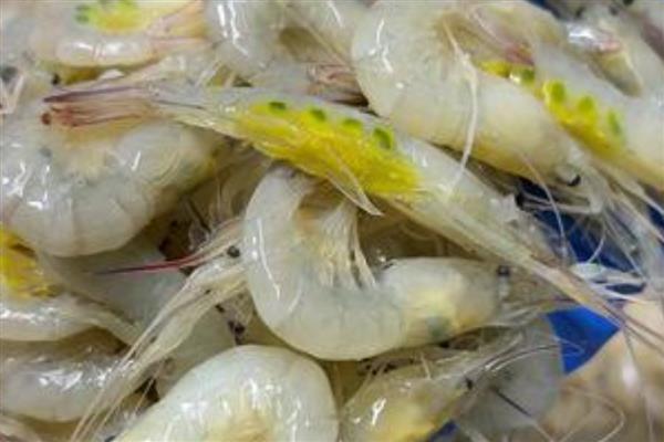 白虾的简介，是长臂虾科、白虾属甲壳动物的统称