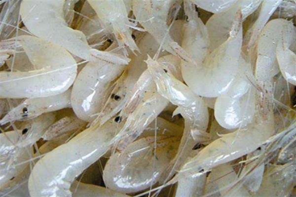 白虾的简介，是长臂虾科、白虾属甲壳动物的统称