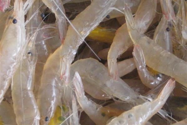 白虾的简介，是长臂虾科、白虾属甲壳动物的统称