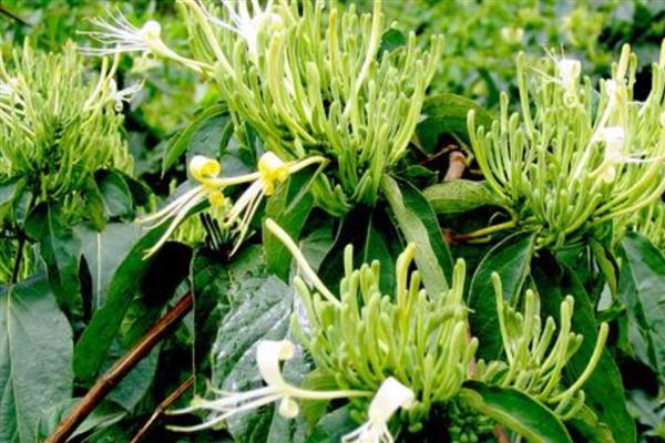 河南封丘县的特产，有树莓、金银花等