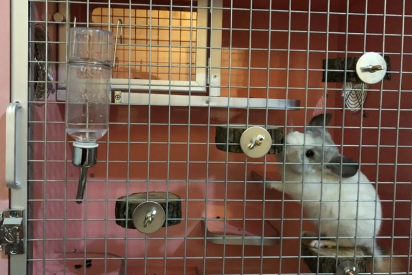 如何判断龙猫是否骨折,受伤的爪子就会一直抬起来
