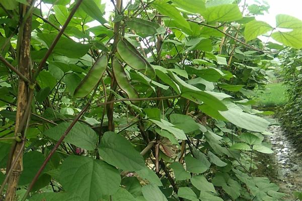 扁豆的亩产量，通常能达到1000斤左右
