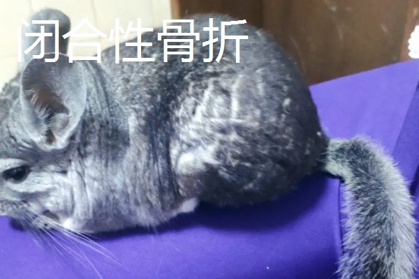 如何判断龙猫是否骨折,受伤的爪子就会一直抬起来