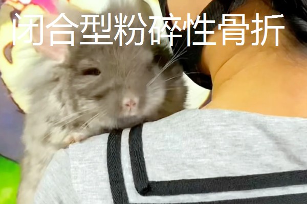 如何判断龙猫是否骨折,受伤的爪子就会一直抬起来