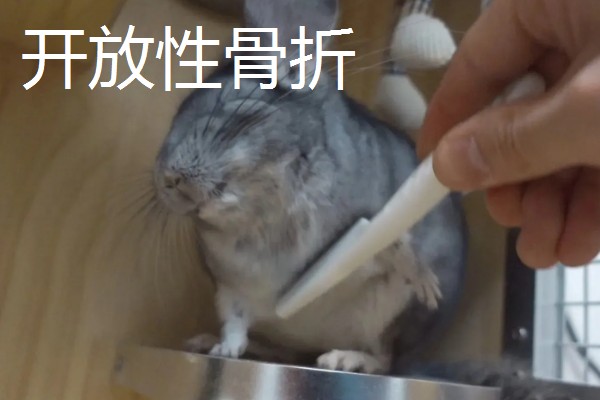 如何判断龙猫是否骨折,受伤的爪子就会一直抬起来