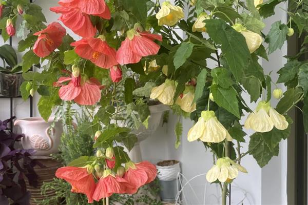 纹瓣悬铃花如何修剪，长到一定的高度要打顶砍头