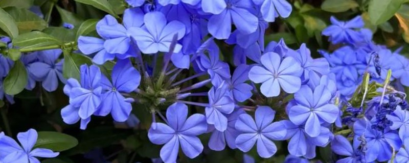 蓝雪花不能地栽的原因，地表温度下降后容易死亡