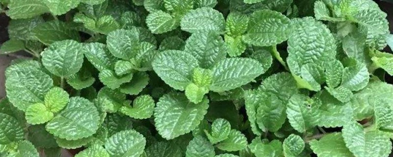 吸毒草烂根如何处理，剪除烂根经过消毒后再换土重栽