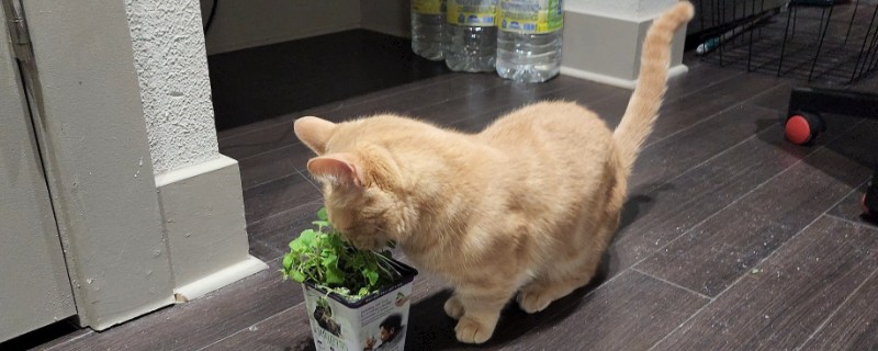 猫咪能吃薄荷叶吗，猫咪吃薄荷叶是无害的
