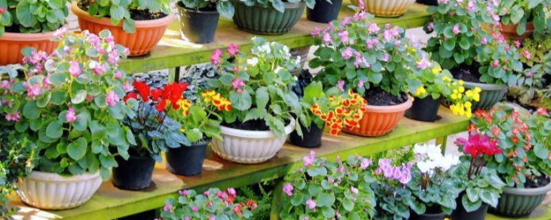 真花怎么养的持久一点，要合理控制水分的蒸发