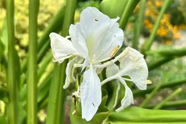 为什么姜花没开就蔫了，可能是碱土板结所致