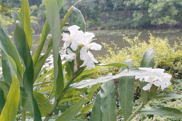 为什么姜花没开就蔫了，可能是碱土板结所致