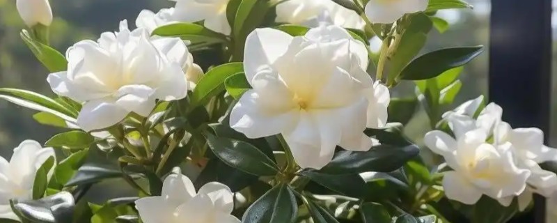 栀子花一年能开几次，品种不同开花次数也不同