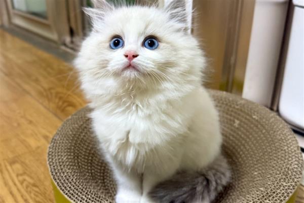 猫咪营养不良的表现,表现为身形消瘦、体重变轻、毛发质量恶化