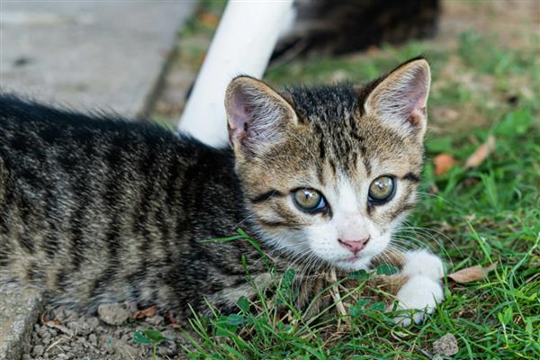 猫咪营养不良的表现,表现为身形消瘦、体重变轻、毛发质量恶化