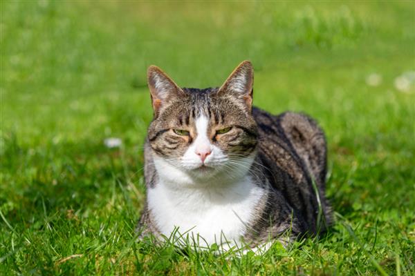 猫咪营养不良的表现,表现为身形消瘦、体重变轻、毛发质量恶化