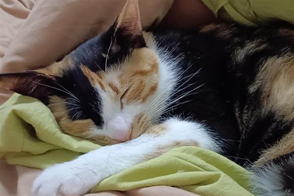 猫咪营养不良的表现,表现为身形消瘦、体重变轻、毛发质量恶化