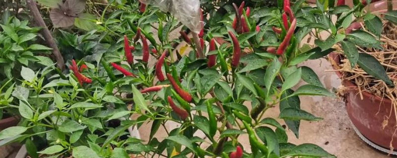 怎么在阳台上种辣椒，阳光充足能让植株长得更旺盛