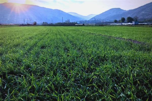 小麦种类有哪些,分为普通小麦、硬粒小麦、圆锥小麦等
