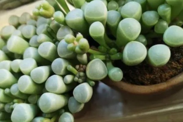 五十铃玉秋季养护方法,每天提供8小时左右的散射光