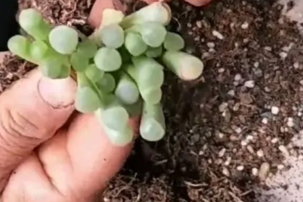 五十铃玉秋季养护方法,每天提供8小时左右的散射光