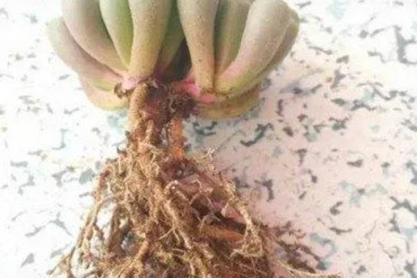 五十铃玉秋季养护方法,每天提供8小时左右的散射光