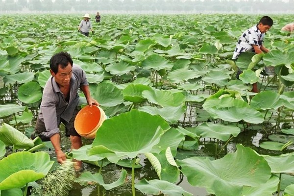 莲藕怎么种植，苗期追施氮磷钾复合肥