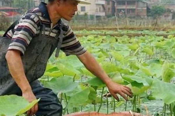 莲藕怎么种植，苗期追施氮磷钾复合肥