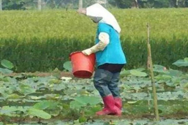 莲藕怎么种植，苗期追施氮磷钾复合肥