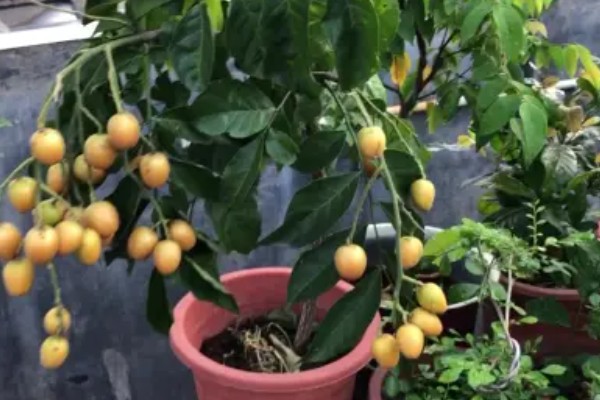 家里能不能种黄皮树,家里是可以种黄皮树的
