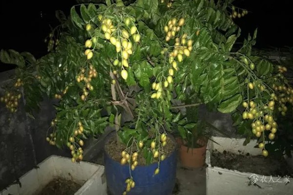 家里能不能种黄皮树,家里是可以种黄皮树的