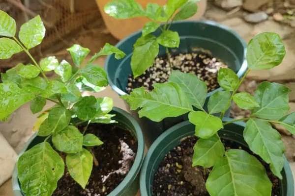 家里能不能种黄皮树,家里是可以种黄皮树的