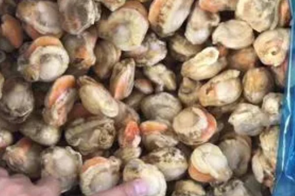 扇贝要蒸多久,经过10分钟左右即可食用