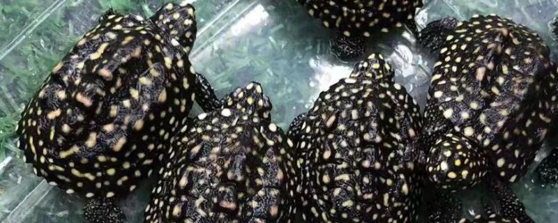 斑点池龟可以冷水过冬吗，要看冷水的温度