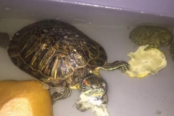 如何饲喂巴西龟，不同生长阶段的饲养方法不同
