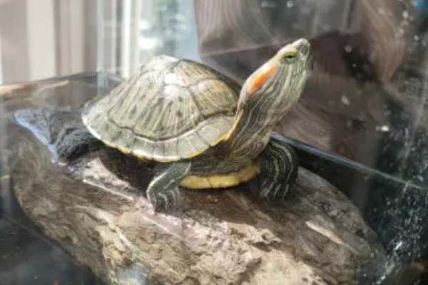 如何饲喂巴西龟，不同生长阶段的饲养方法不同