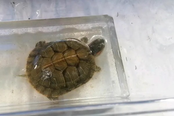 如何饲喂巴西龟，不同生长阶段的饲养方法不同