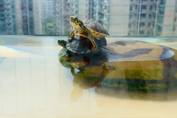 如何饲喂巴西龟，不同生长阶段的饲养方法不同
