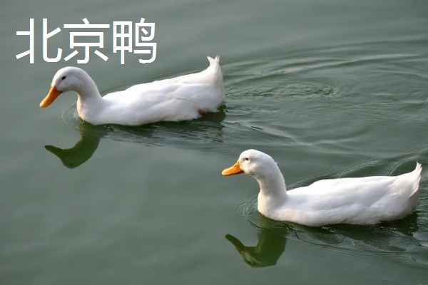 绿头鸭的外形特征，雄性的嘴呈黄绿色