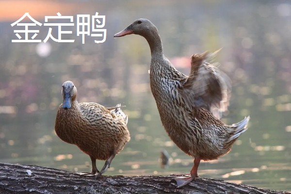 绿头鸭的外形特征，雄性的嘴呈黄绿色