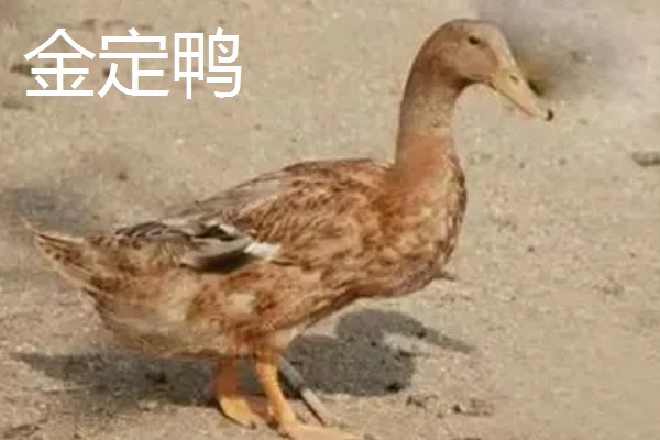 绿头鸭的外形特征，雄性的嘴呈黄绿色