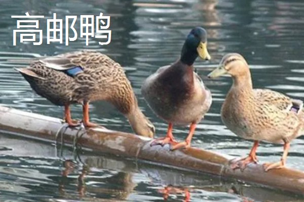 绿头鸭的外形特征，雄性的嘴呈黄绿色