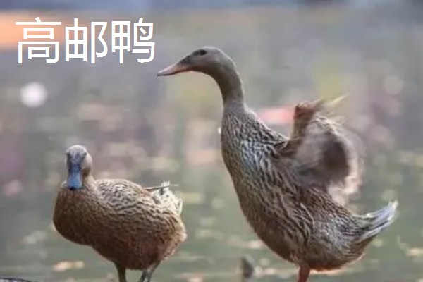 绿头鸭的外形特征，雄性的嘴呈黄绿色