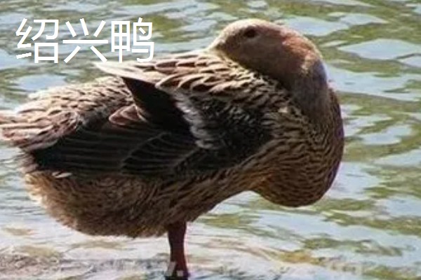 绿头鸭的外形特征，雄性的嘴呈黄绿色