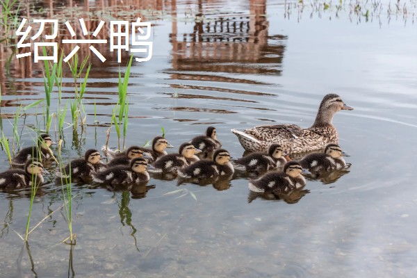绿头鸭的外形特征，雄性的嘴呈黄绿色