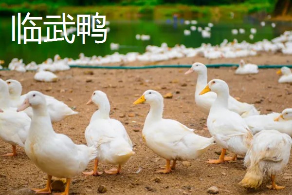 绿头鸭的外形特征，雄性的嘴呈黄绿色
