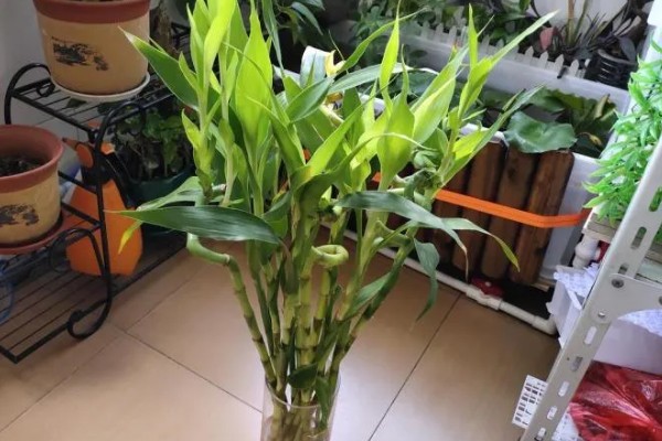 富贵竹叶子发黄怎么处理,保持通风良好