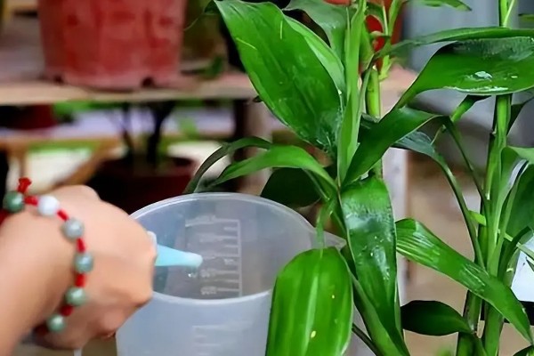 富贵竹叶子发黄怎么处理,保持通风良好