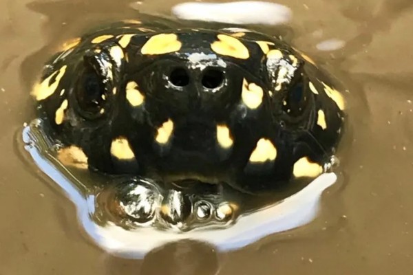 斑点池龟可以冷水过冬吗,要看冷水的温度